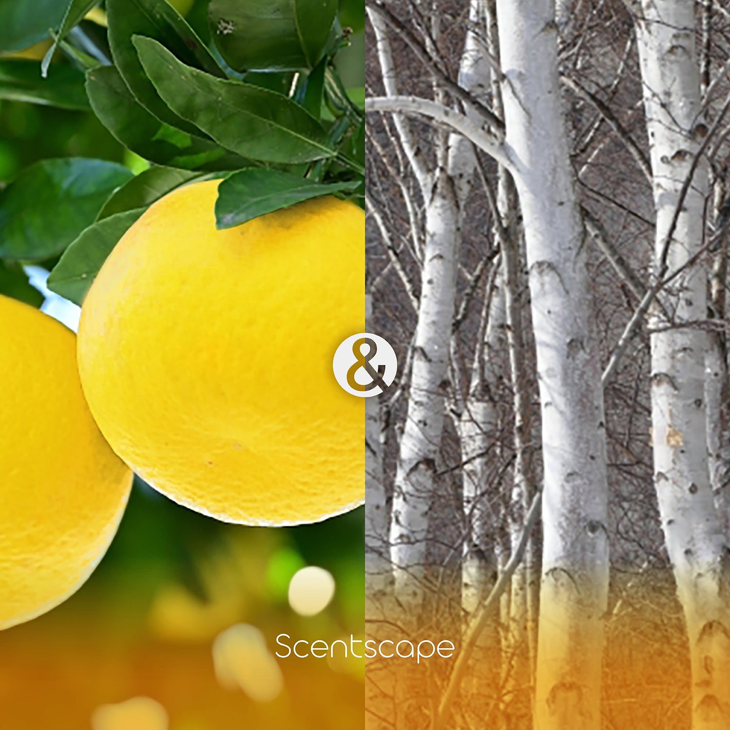 Scentscape Grapefruit &amp; White Wood Incense Sticks