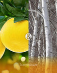 Scentscape Grapefruit & White Wood Incense Sticks
