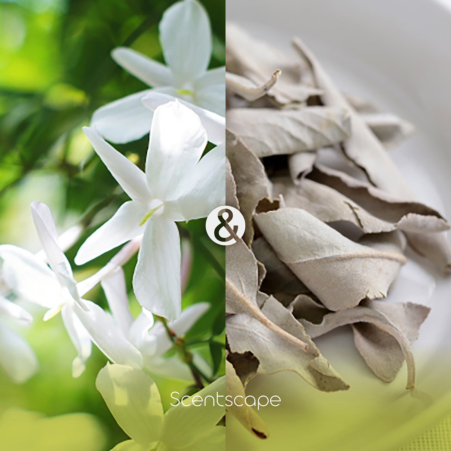 Scentscape Jasmin &amp; White Sage Incense Sticks