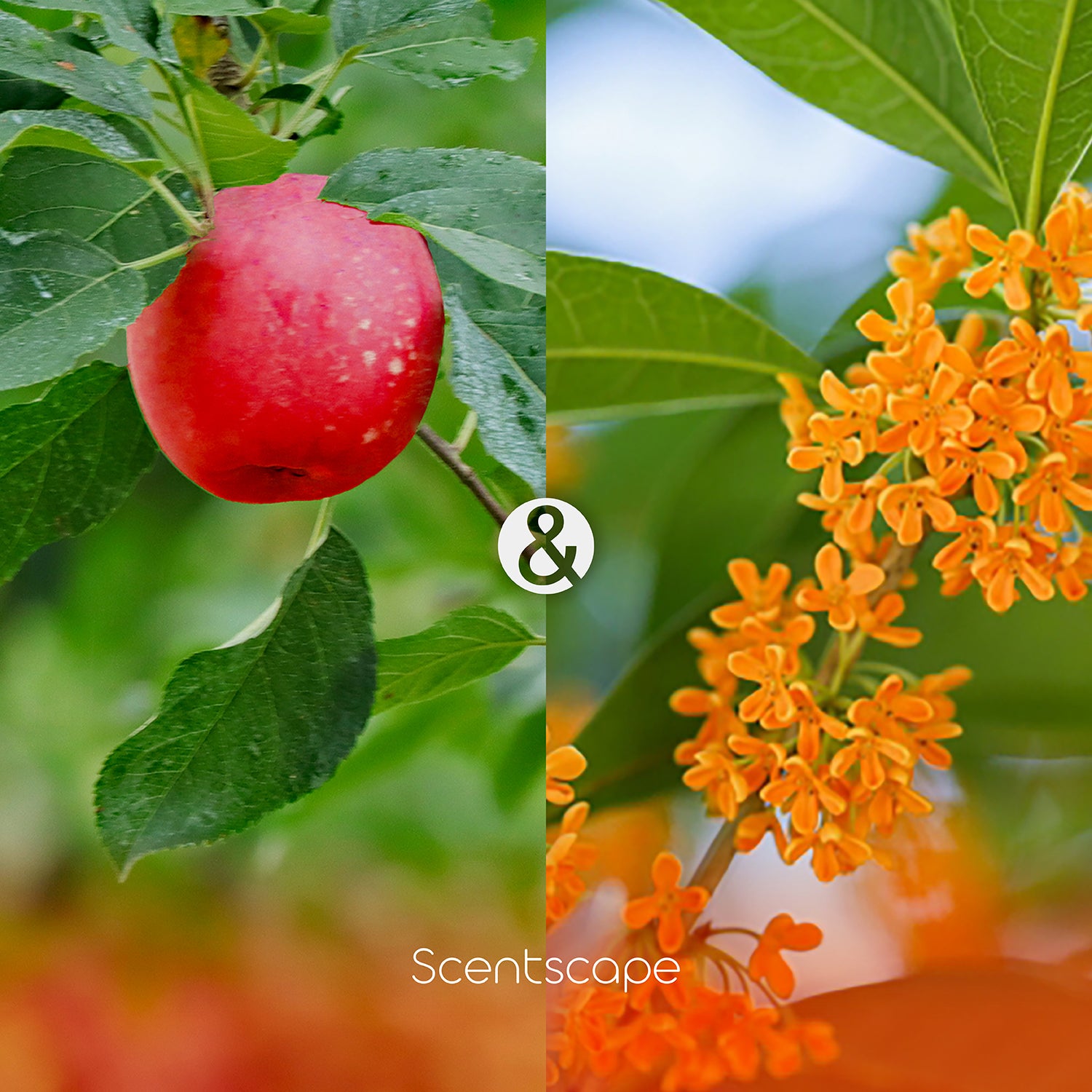 Scentscape Apple &amp; Osmanthus Incense Sticks