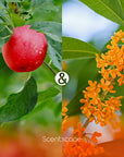 Scentscape Apple & Osmanthus Incense Sticks